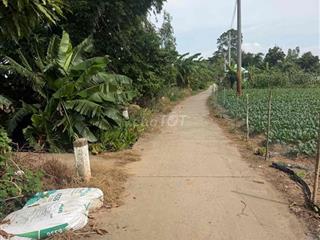 BÁN ĐẤT CÂY LÂU NĂM TẠI CỒN BÀ HOÀ  XÃ BÌNH THẠNH HUYỆN CHÂU THÀNH AG