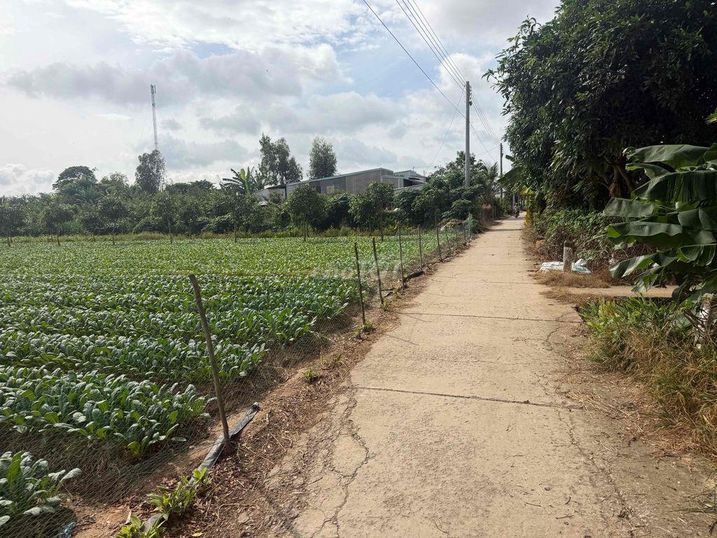 BÁN ĐẤT CÂY LÂU NĂM TẠI CỒN BÀ HOÀ  XÃ BÌNH THẠNH HUYỆN CHÂU THÀNH AG