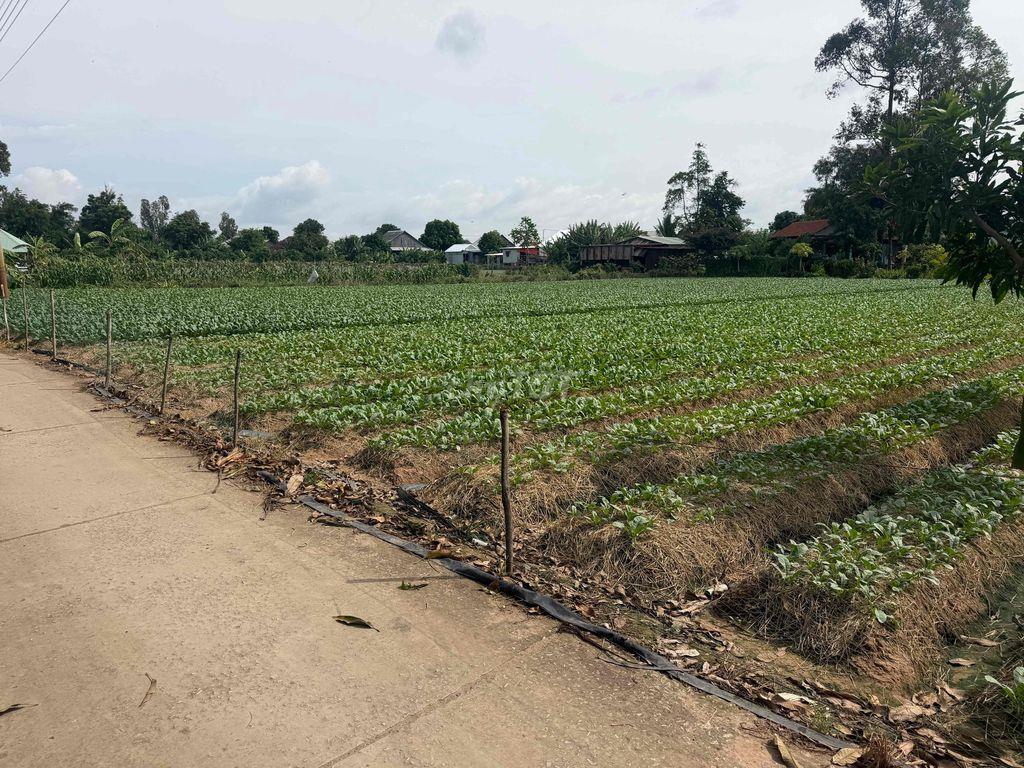 BÁN ĐẤT CÂY LÂU NĂM TẠI CỒN BÀ HOÀ  XÃ BÌNH THẠNH HUYỆN CHÂU THÀNH AG