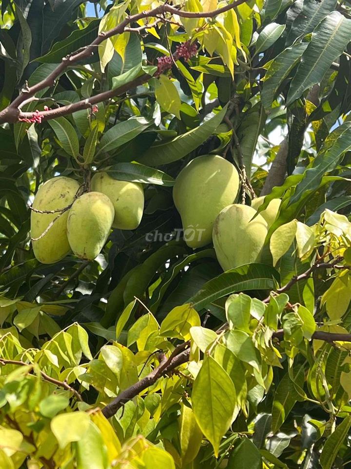 biện thự sân vườn đường nhựa xe tải quay đầu