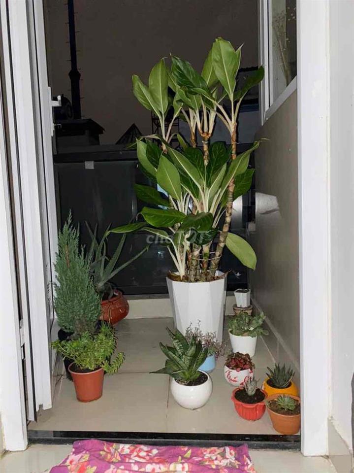 MẶT TIỀN KINH DOANH LÊ VĂN SỸ