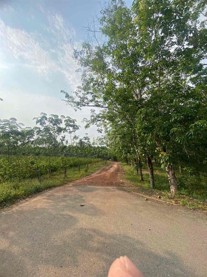 cần bán đất vườn