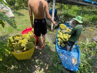 cần bán 11 công vườn sầu riêng 5 năm tuổi + mít đang cho thu hoạch sẵn