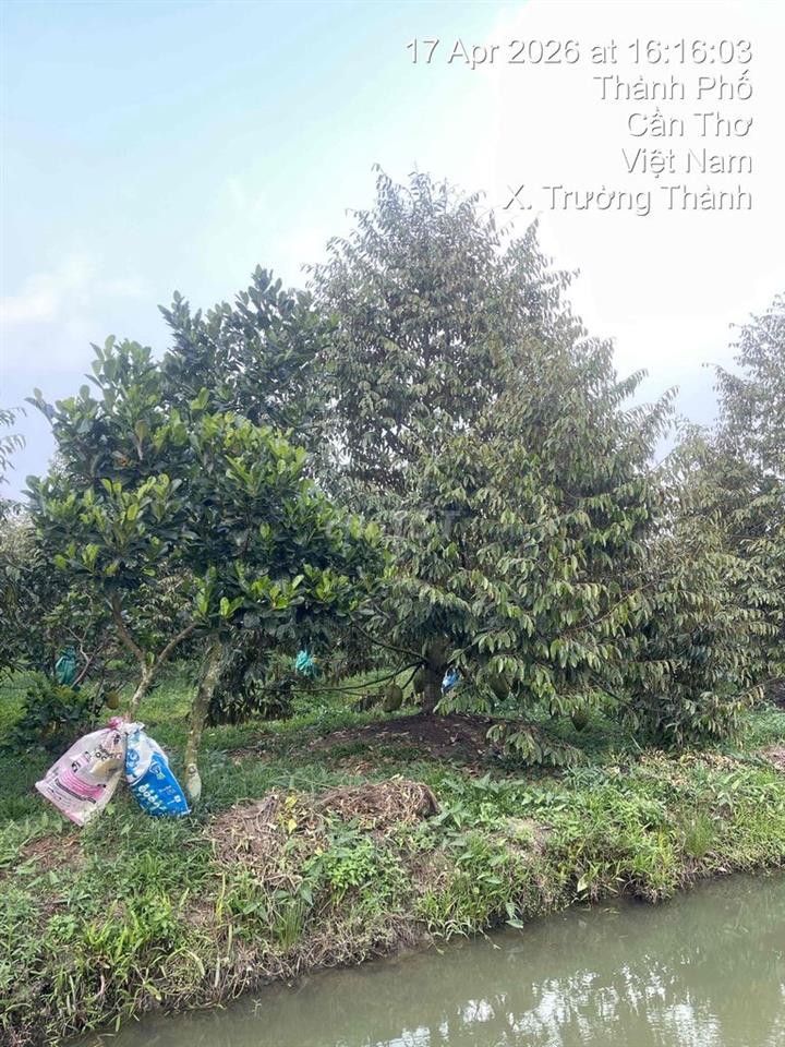 cần bán 11 công vườn sầu riêng 5 năm tuổi + mít đang cho thu hoạch sẵn