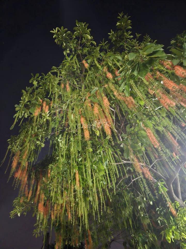 Nhà cho thuê 1 lầu trệt ngang 9.2x11m dt, nhà ở, nhà văn phòng ....
