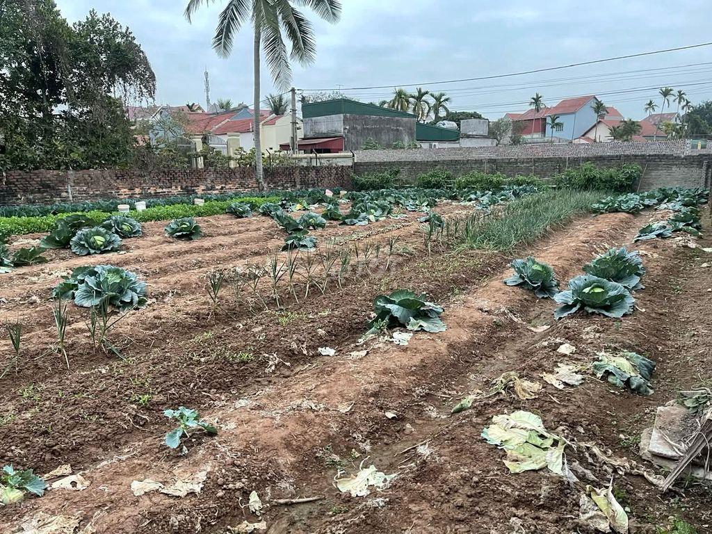 Bán đất thổ cư