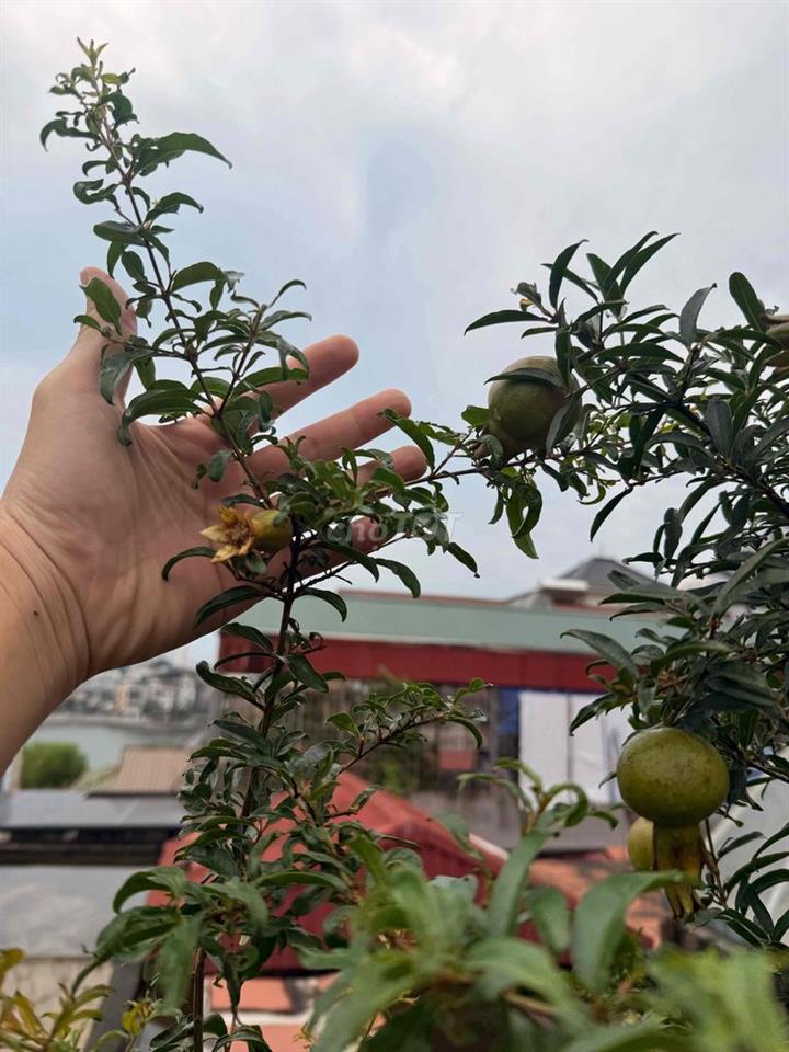 Chính chủ bán nhà hồ Hoàng Cầu