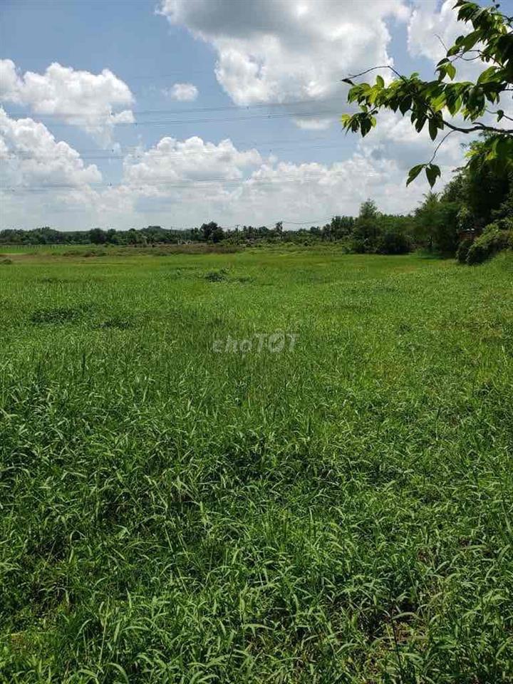 đất ruộng trung lập thượng