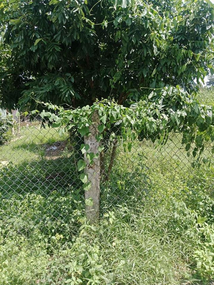 đất gần  khu công nghiệp hóa phú