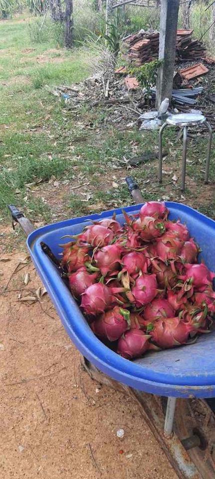 Hợp tác trồng Thăng Long hoặc vườn trái cây