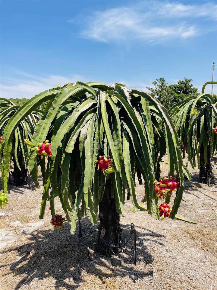 Hợp tác trồng Thăng Long hoặc vườn trái cây