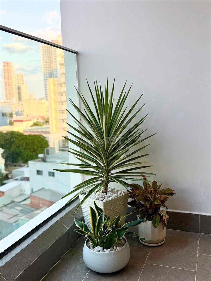 cho thuê căn hộ full nội thất cao cấp Sun Ponte