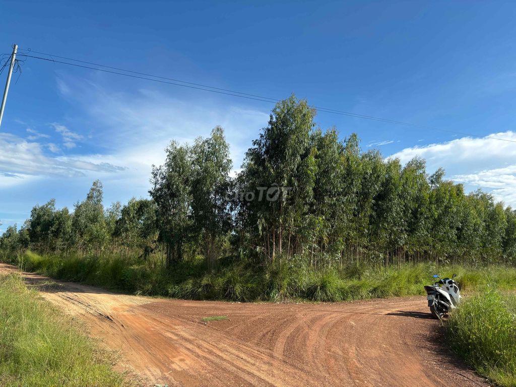 Bán gần 4,3ha đất cây lâu năm gần nút giao cao tốc Phan Thiết-Dầu Giây