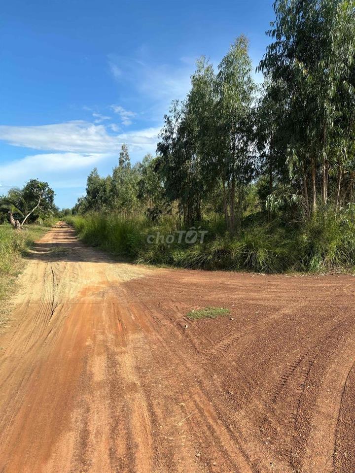 Bán gần 4,3ha đất cây lâu năm gần nút giao cao tốc Phan Thiết-Dầu Giây