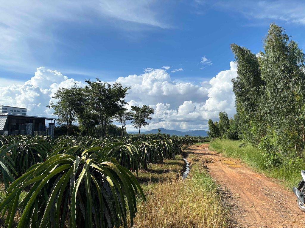 Bán gần 4,3ha đất cây lâu năm gần nút giao cao tốc Phan Thiết-Dầu Giây