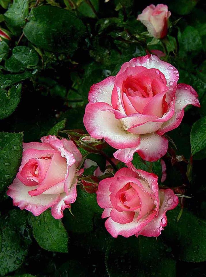 Cho thuê mặt bằng riêng biệt