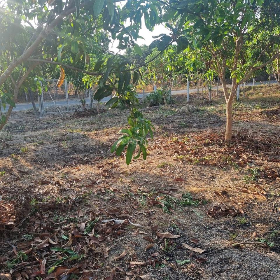 Gia đình đang cần tiền bán gấp