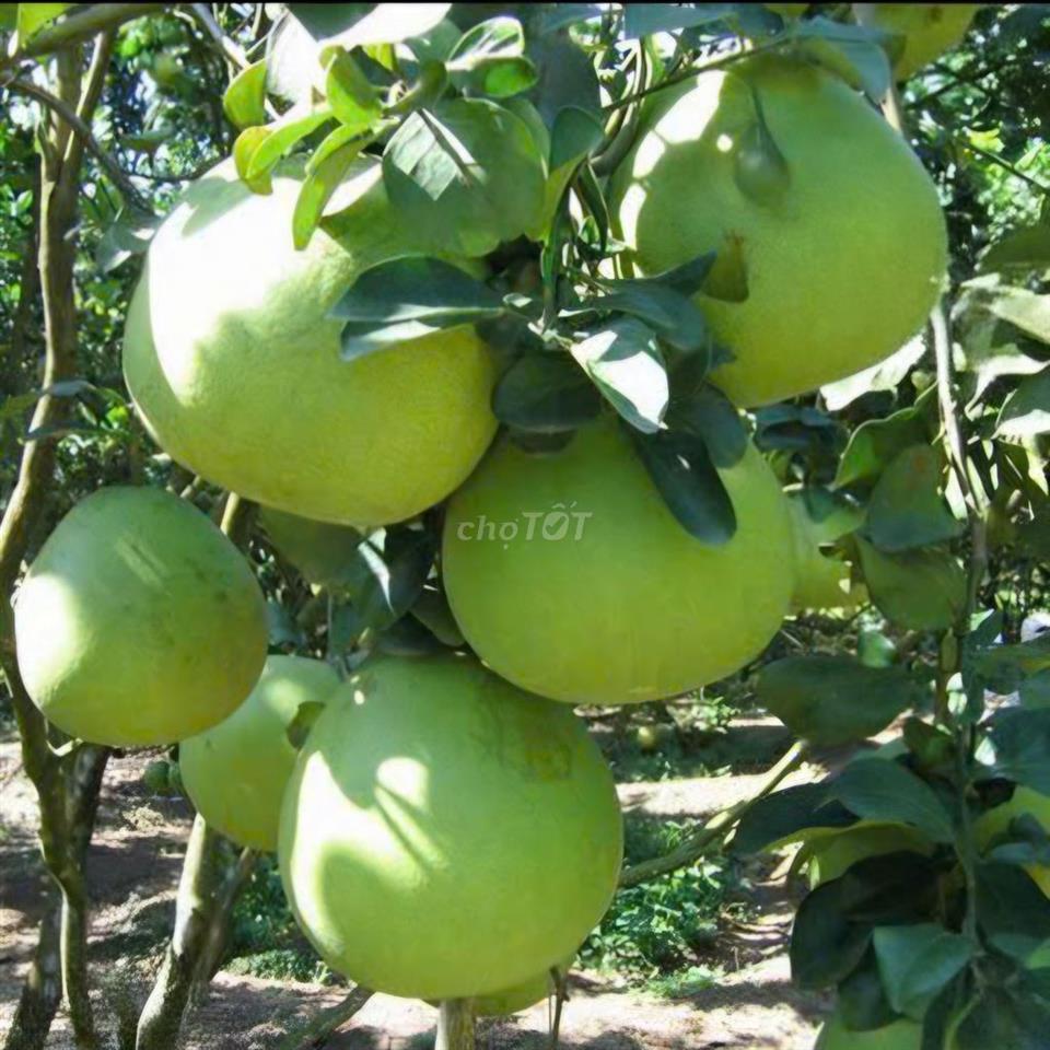 Em có căn nhà vườn cần bán gấp ạ