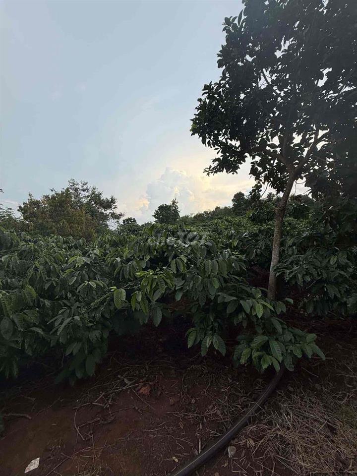 chính chủ cần bán rẫy cà phê