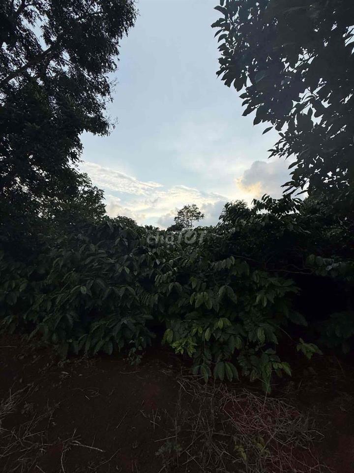 chính chủ cần bán rẫy cà phê