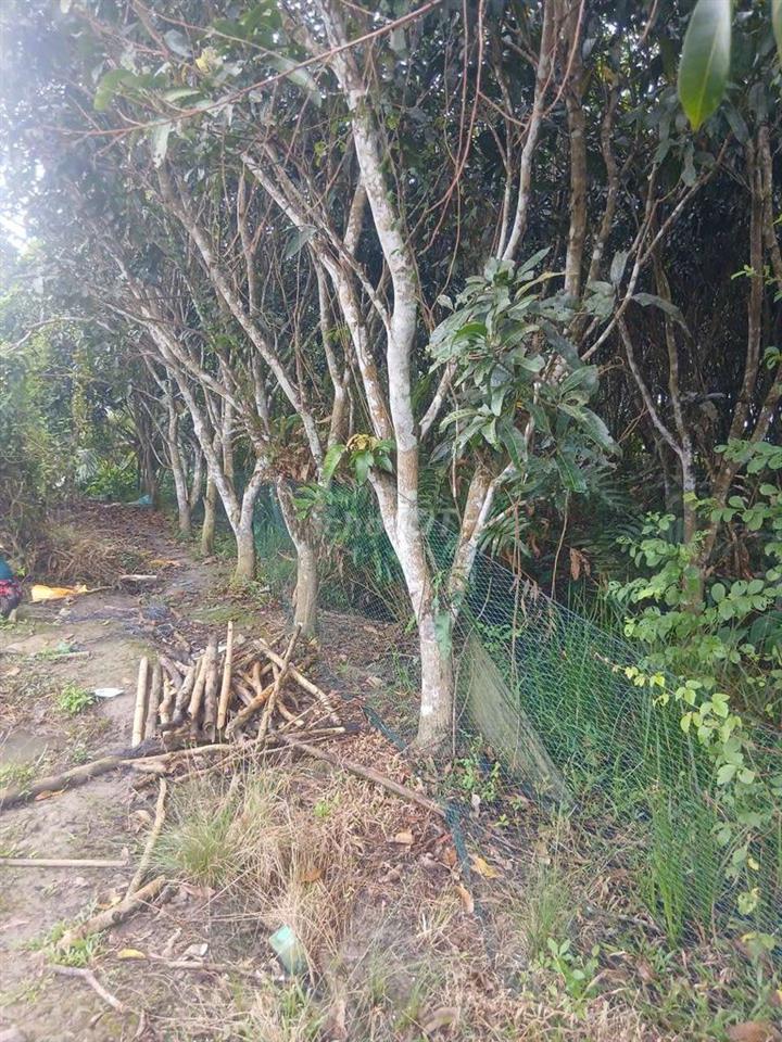 hơn 1000m²đất vườn khu vực Ba Lán gần khu di tích Giàn Gừa