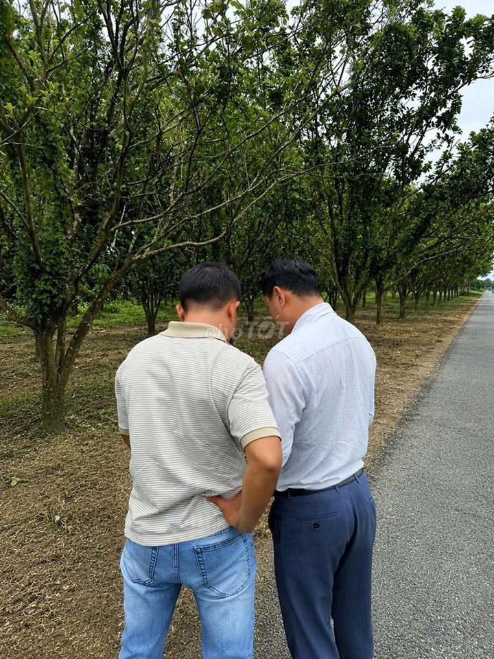 Đất vườn