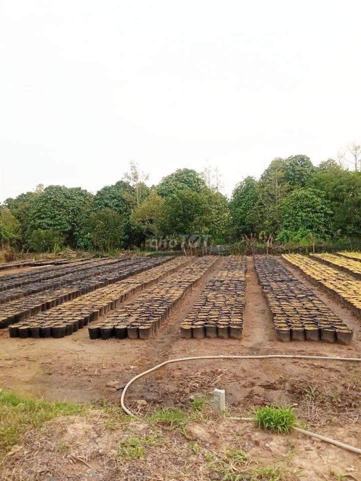 Cần sang nhượng lô đất 6x25m
