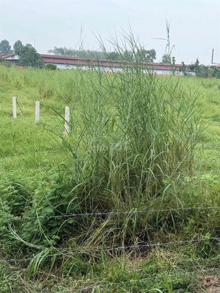 cần bán đất giá rẻ