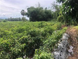 Đất Trồng Cây Lâu Năm Giá Rẻ