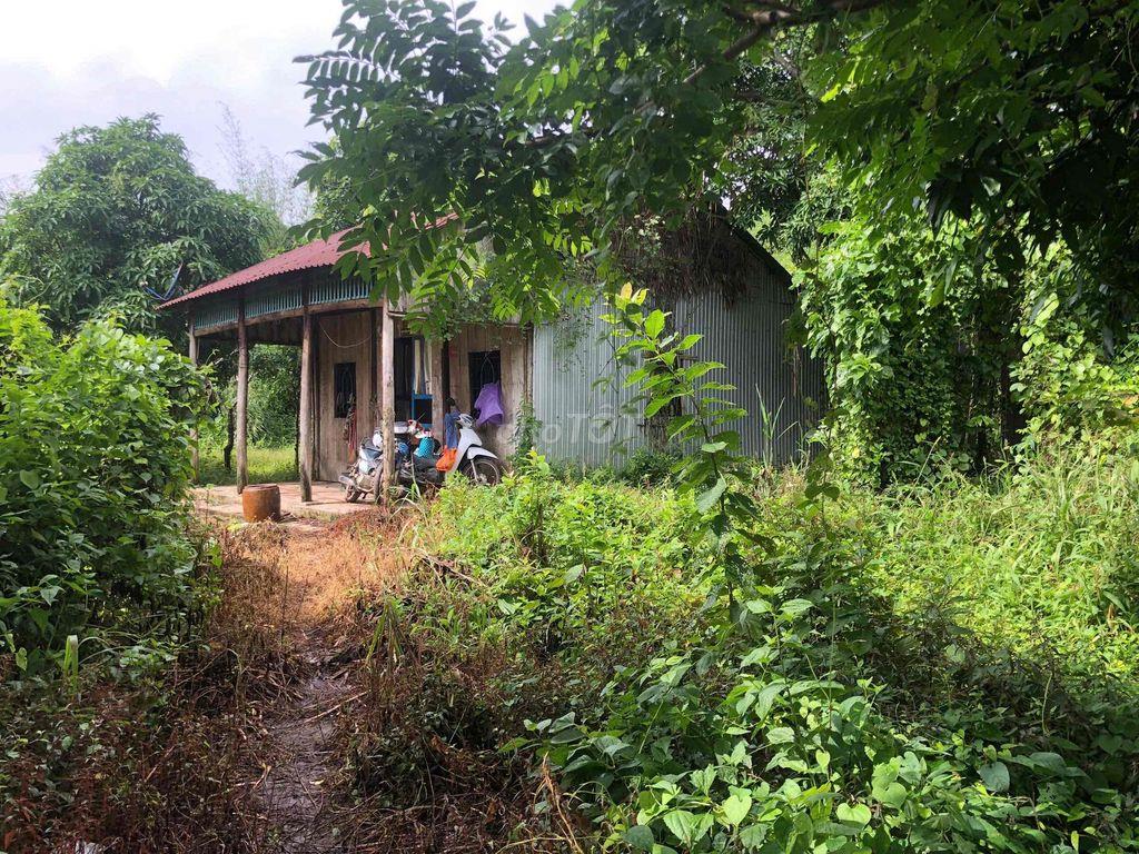 Đất Trồng Cây Lâu Năm Giá Rẻ