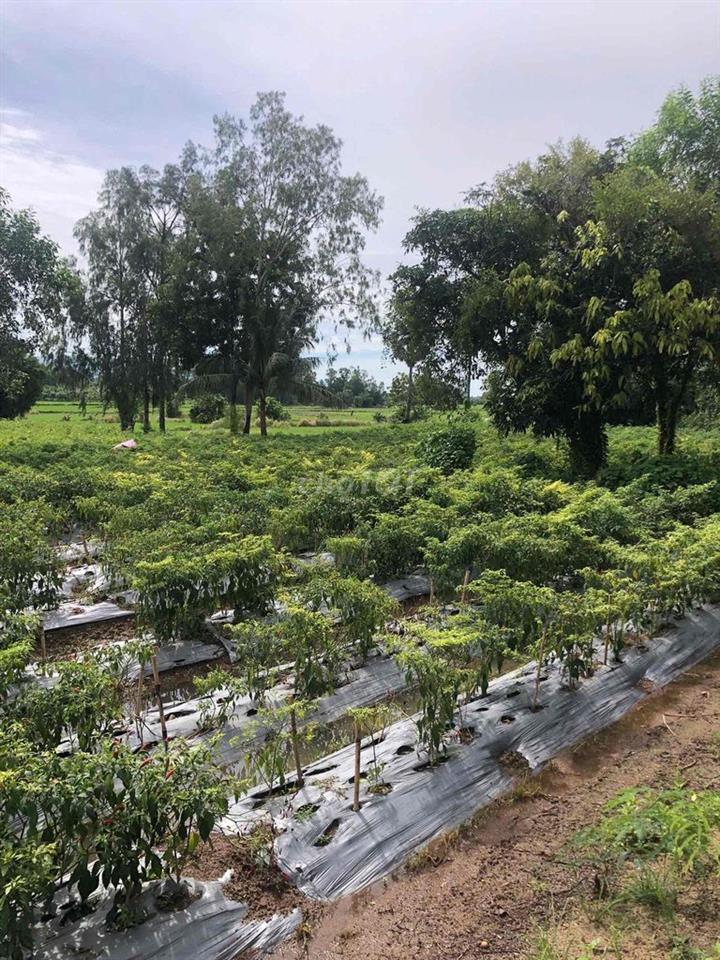 Đất Trồng Cây Lâu Năm Giá Rẻ