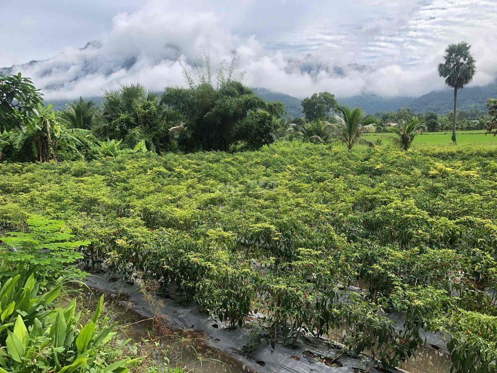 Đất Trồng Cây Lâu Năm Giá Rẻ