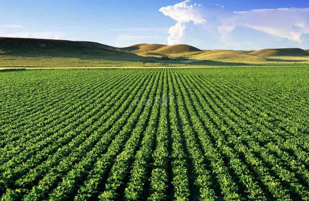 CHÍNH CHỦ BÁN HƠN 3.000m² ĐẤT PHÚ LONG - CÁCH TT PHAN THIẾT 15 PHÚT