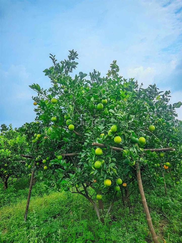 Chủ bán gấp lô vườn bưởi