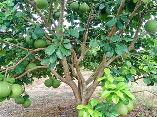 Chủ bán gấp lô vườn bưởi