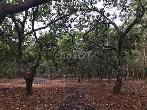 ĐẤT VƯỜN GIÁ MỀM – 1.000M² CÓ SẴN VƯỜN ĐIỀU, CHỈ 215 TRIỆU- ***