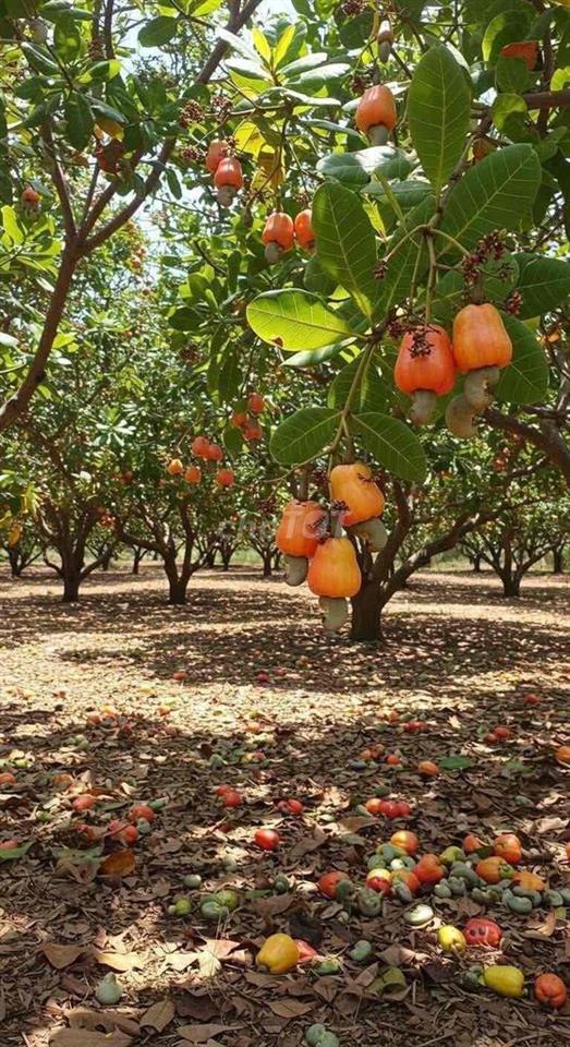 ĐẤT VƯỜN GIÁ MỀM – 1.000M² CÓ SẴN VƯỜN ĐIỀU, CHỈ 215 TRIỆU- ***