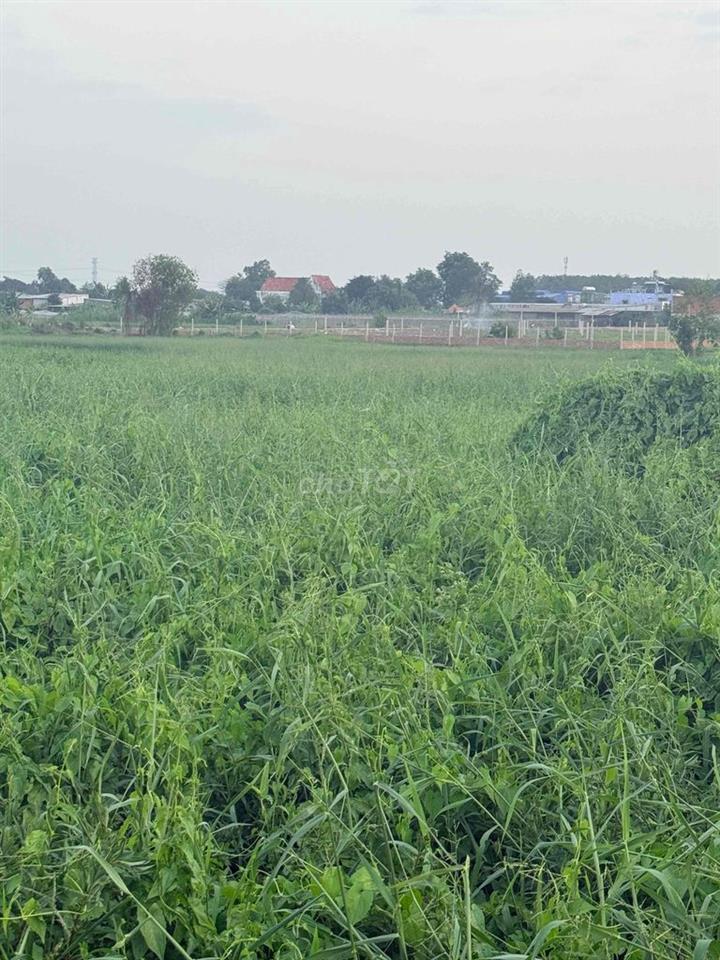 đất ngột củ chi - trung an cũ tphcm giá rẻ