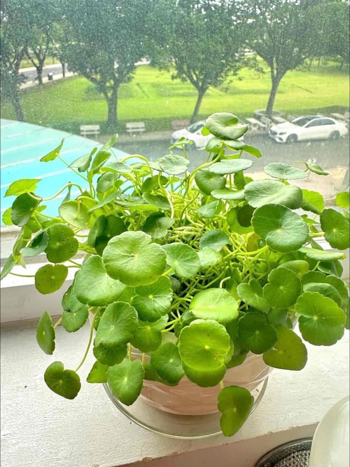 cần phòng ib mình nhé