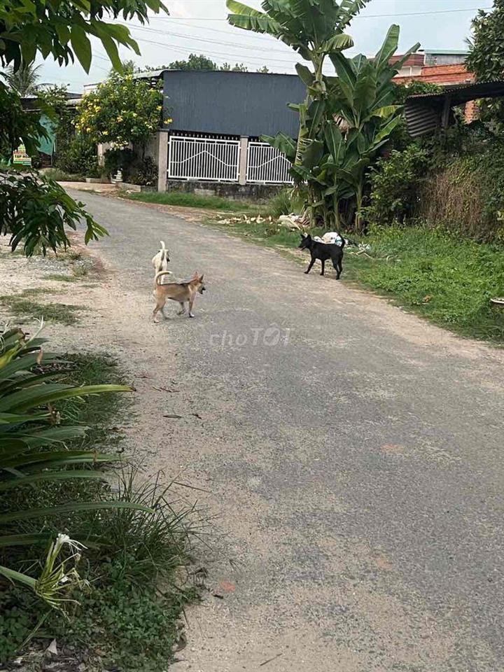 chính chủ cần bán gấp