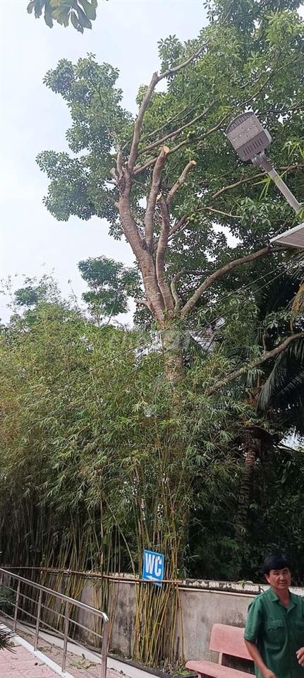 2554,8m2 đất thạnh Quới ,tân châu ,tây ninh