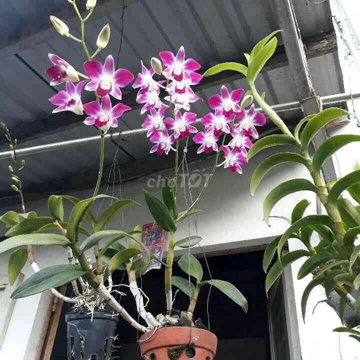 Cho thuê nhà ở riêng lẻ 
