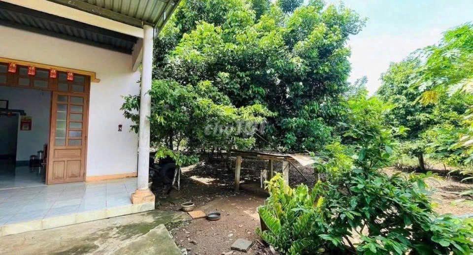 Đất vườn trái cây nhà cấp 4 ở Bình Dương, 2541m2, thổ cư, giá 680tr