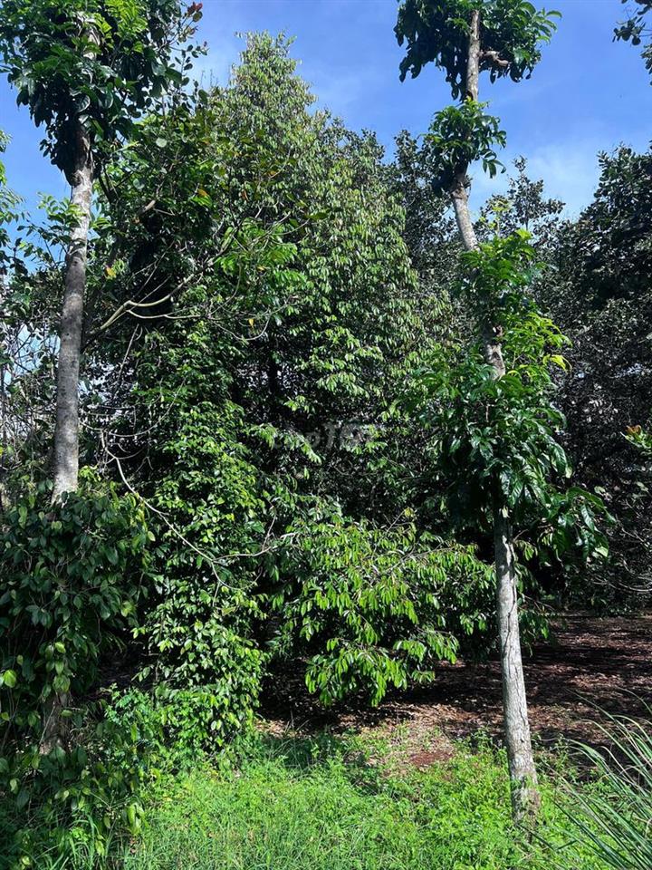 BÁN ĐẤT VƯỜN TRỒNG SẦU RIÊNG, MÍT