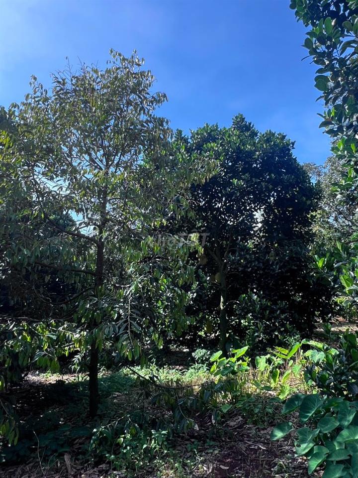 BÁN ĐẤT VƯỜN TRỒNG SẦU RIÊNG, MÍT