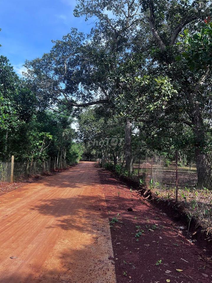 BÁN ĐẤT VƯỜN TRỒNG SẦU RIÊNG, MÍT