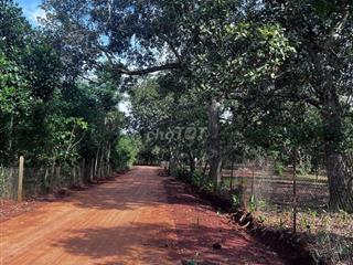 BÁN ĐẤT VƯỜN TRỒNG SẦU RIÊNG, MÍT