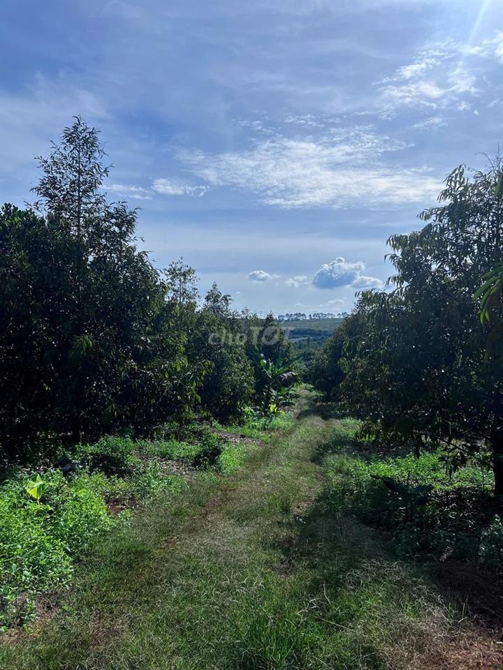 BÁN ĐẤT VƯỜN TRỒNG SẦU RIÊNG, MÍT