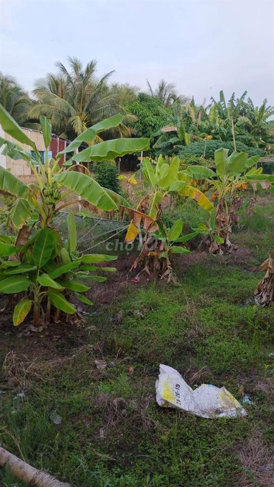 cần bán lô đất nền ,sổ riêng, ngan 10m, dài 50m