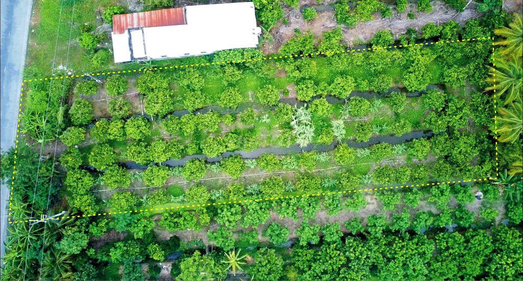 Bán đất thổ cư + đất vườn đang trồng cây ăn quả (cách bờ sông Hậu 50m)